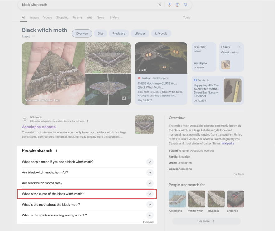 What is the curse of the black witch moth?