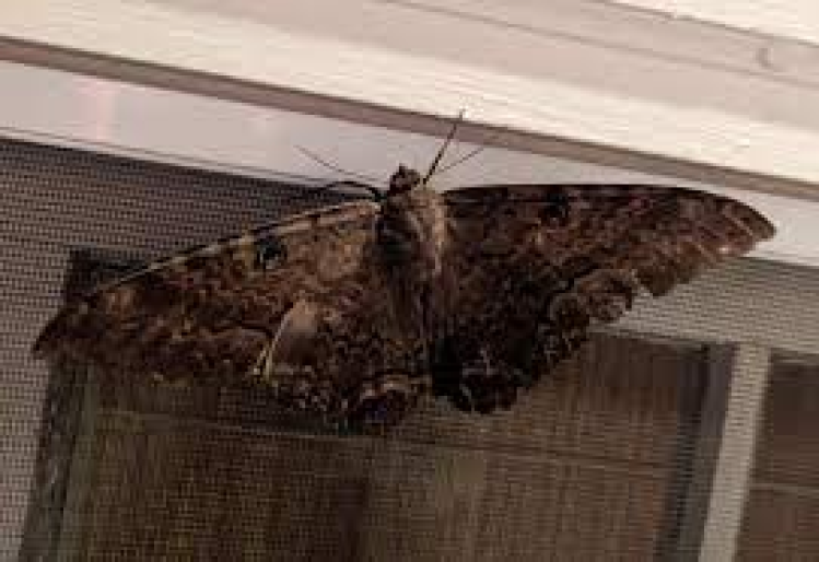 Black Witch Moth